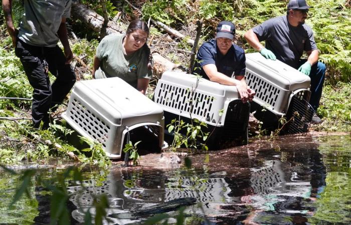 Beavers to protect biodiversity