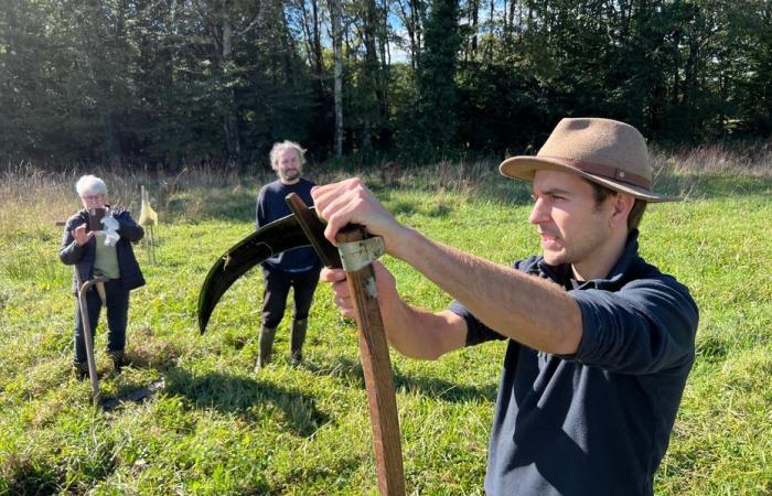 “Cutting your grass without using oil is possible!” Cheaper, less noisy and naturally eco-friendly, rediscovering an ancestral tool: the scythe