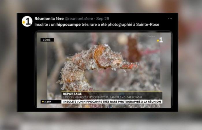 Considered extinct, a species of seahorse resurfaces in Reunion Island