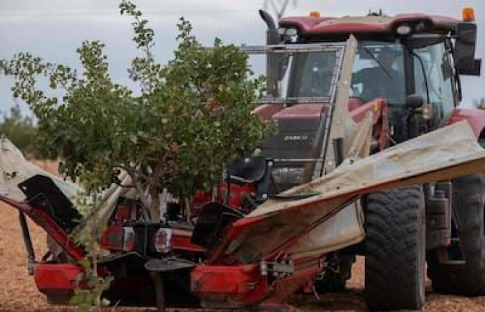 Pistachio more popular than ever in Spain due to repeated droughts