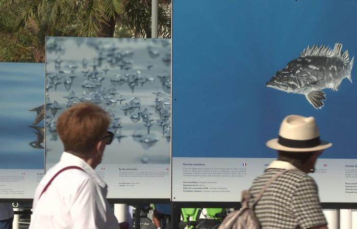 On the Promenade des Anglais in Nice, a photographer exposes the beauties of the Pelagos sanctuary