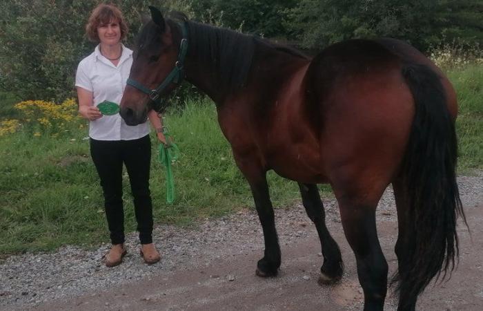 Calves, cows… and horses from Aubrac to the summit of Cournon