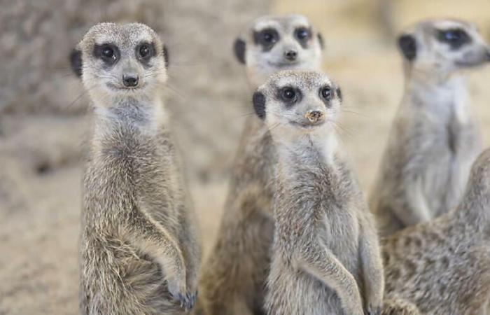 Zurich Zoo feeds three meerkats to the hyenas