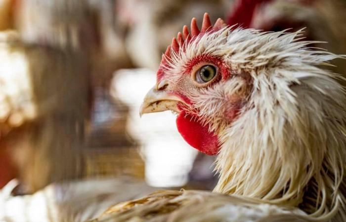 Food: this is how we fight inflation one chicken at a time