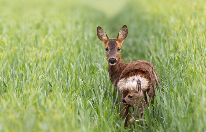 Deer corpses are increasing but the causes remain unknown