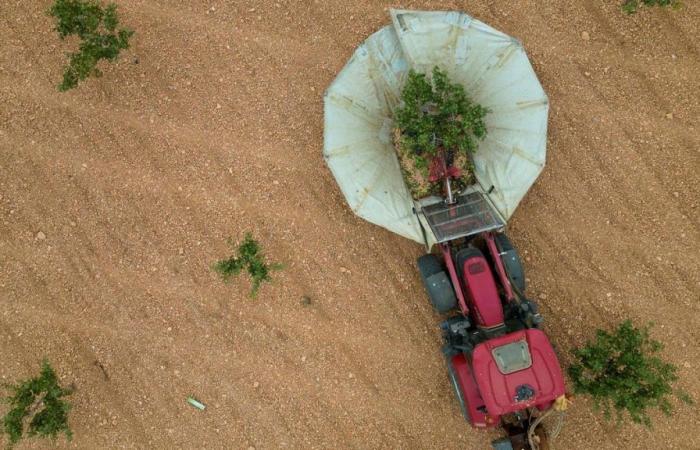 Pistachio more popular than ever in Spain due to repeated droughts