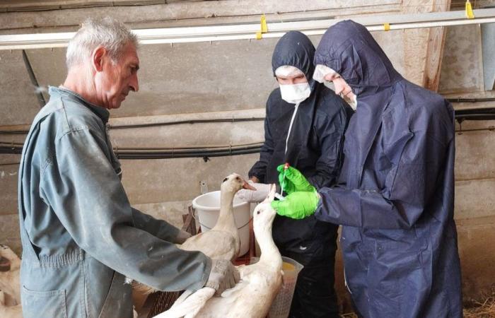 The second vaccination campaign against avian flu begins