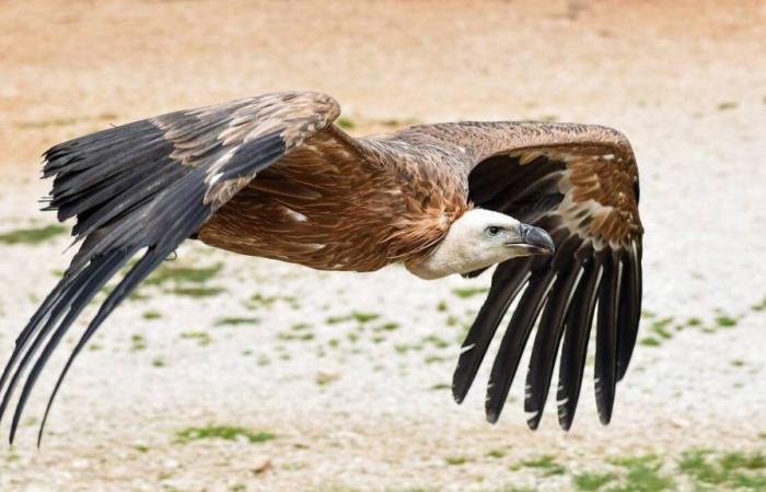 A vulture in distress rescued by Hérault firefighters in a private garden