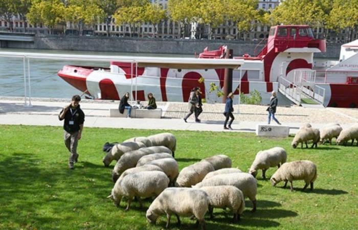 urban transhumance returns to Lyon