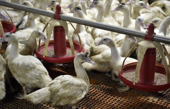 The second vaccination campaign against avian flu is launched