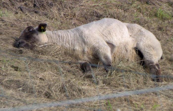 Bluetongue: Pinneberg district closes section of dike | NDR.de – News