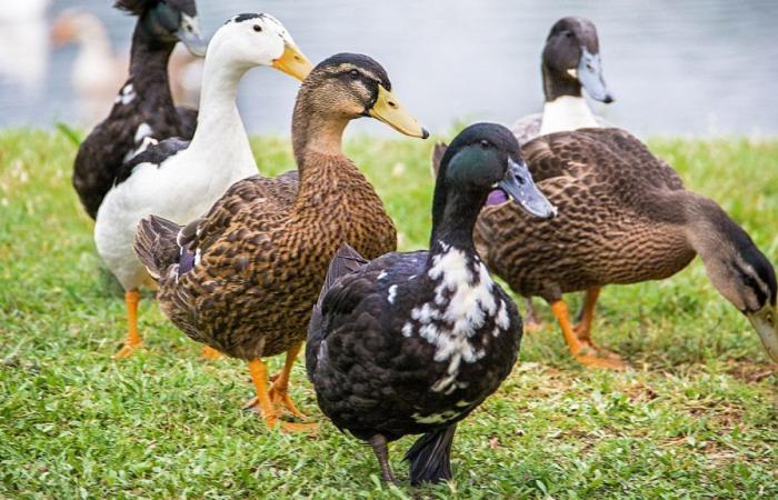 Highly pathogenic avian influenza – News