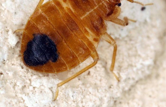 Bedbugs: watch out for this insecticide banned in France since 2013 but still on sale