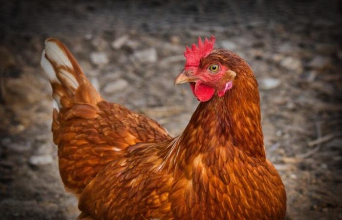 Seine-et-Marne. Adopt a laying hen to help her avoid the slaughterhouse