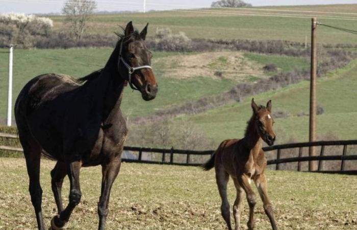 An investigation opened after the discovery of a dead foal and an injured mare in Finistère