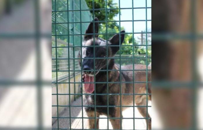 a man sentenced to two years in prison for violence against his dog in Seine-Saint-Denis