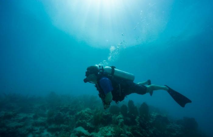 An “extinct” species of seahorse is observed in Reunion Island