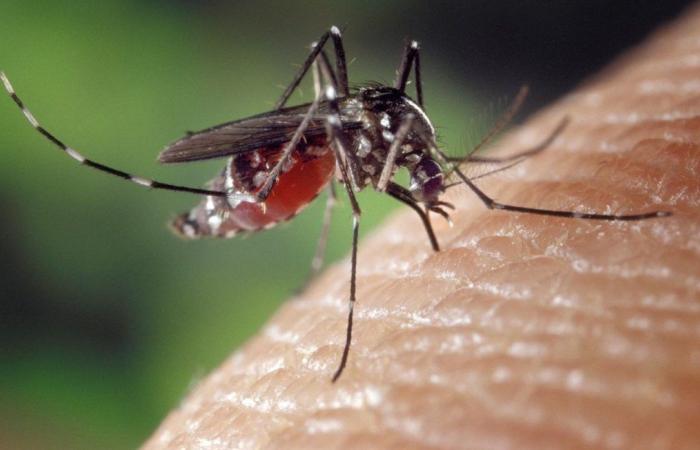 What if cannabis was used to kill mosquito larvae?