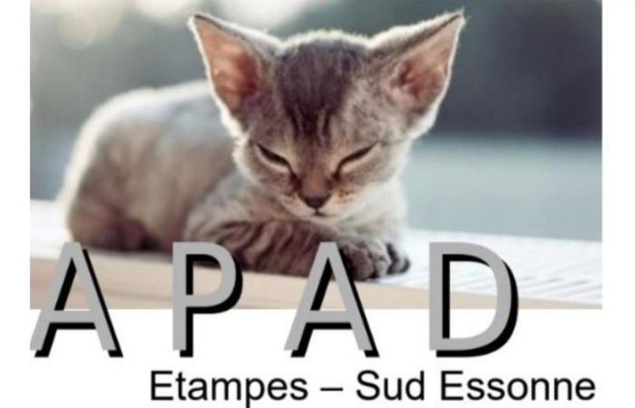 APAD Étampes Sud-Essonne: SOS for stray cats