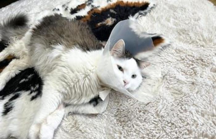 Their cat miraculously survived an 11-story fall