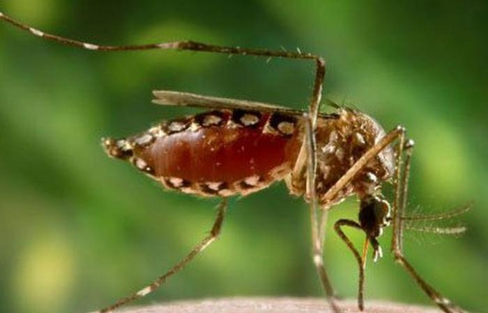 Dengue cluster in Paofai, interventions planned for October 3 and 8