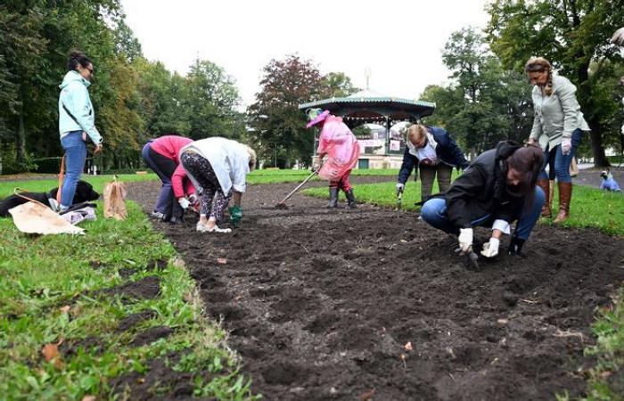 Pink October is launched in Nevers with the planting of tulip bulbs in Salengro Park