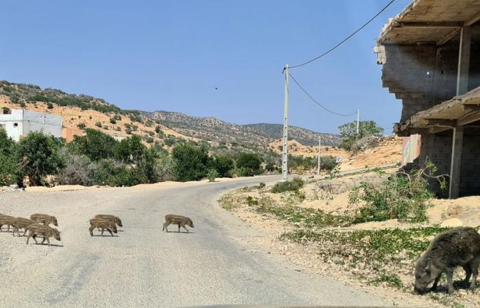 Wild boars new threat to agriculture in the Souss-Massa region