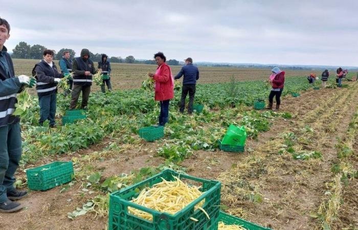 “It prevents them from being lost”: high school students from Val-d’Oise harvest beans for food aid