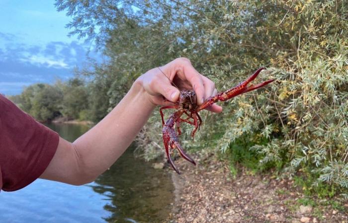 Louisiana crayfish, this scourge which abounds in Gironde