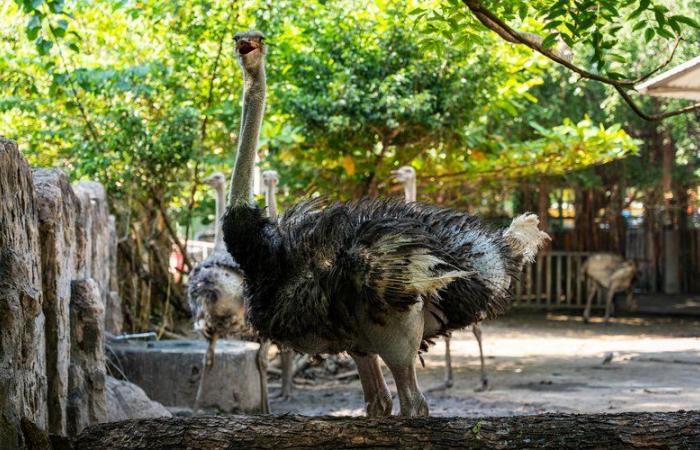 “The worst day of her life”, a 6-year-old child chased by an ostrich that escaped from its enclosure at the Pessac zoo