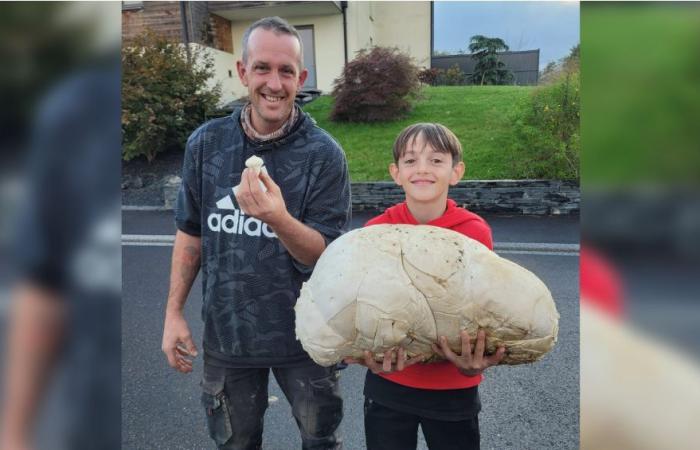 A giant 5 kilo puffball found in Moselle