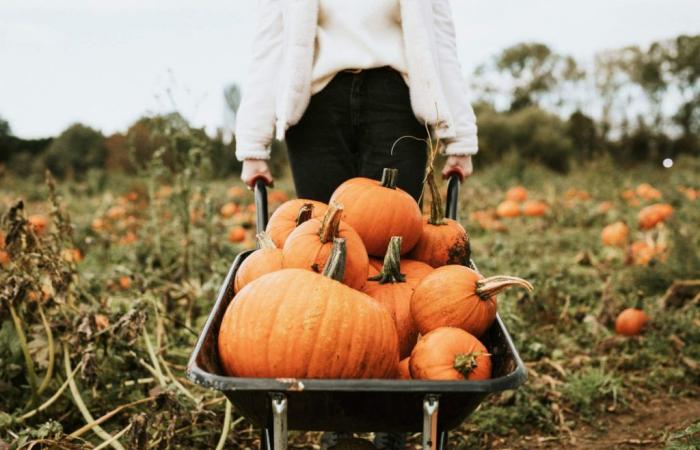 Pumpkin picking less than an hour from Montreal: 2024 guide