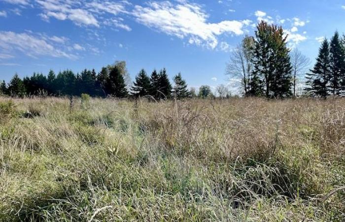 Protecting the prairies of Eastern Ontario