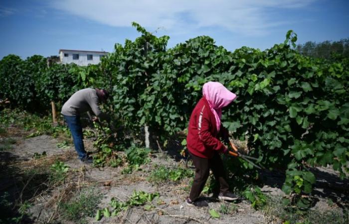 In China, the wine world faces the test of climate change – 03/10/2024 at 10:13