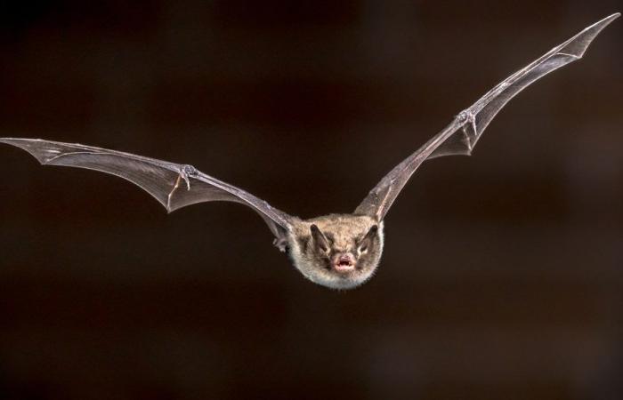 Child dies after coming into contact with rabid bat