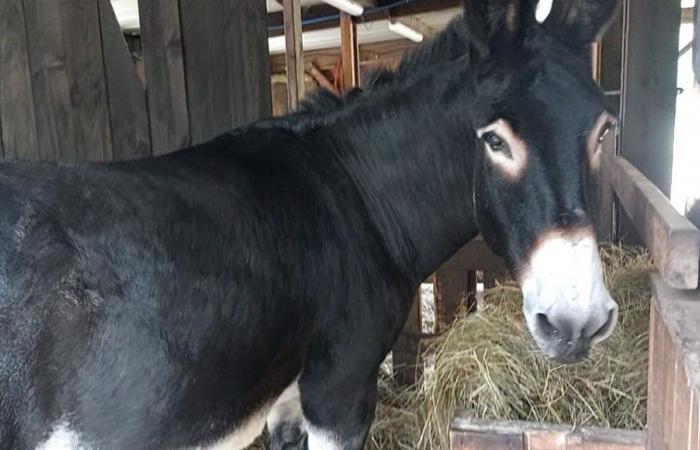 “It’s the prettiest”: Cozak, a donkey from Gironde, crowned French champion in his category