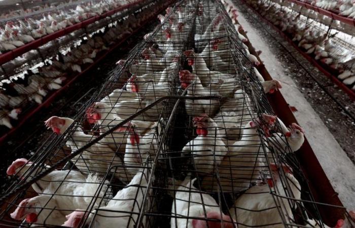 two human cases of bird flu discovered in California