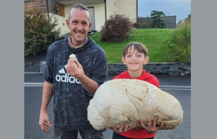 A giant puffball weighing 5 kilos found in Moselle