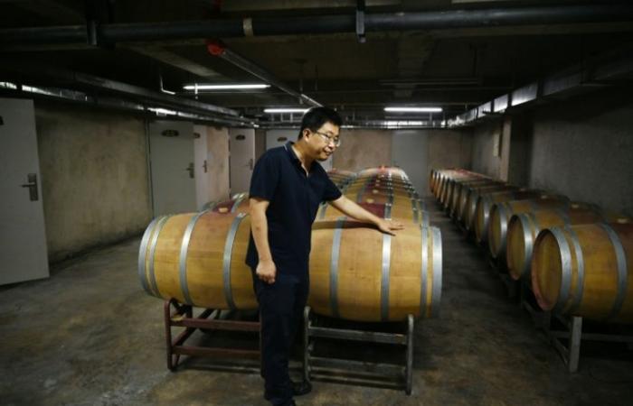 In China, the wine world faces the test of climate change – 03/10/2024 at 10:13