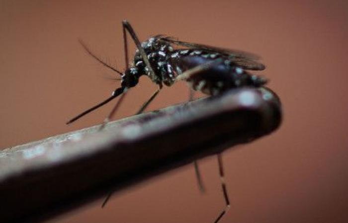 A global plan launched against dengue fever