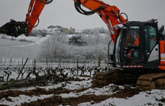 Wine crisis: Brussels authorizes a plan to uproot vines worth 120 million euros in France