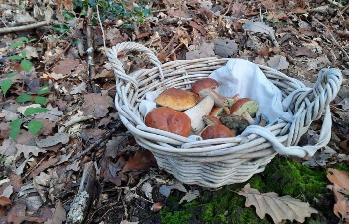 Thanks to the rain, 2024 should be a mushroom autumn in Loire-Atlantique and Vendée