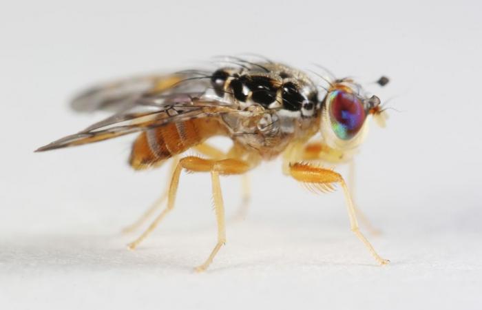 Neuroscience | The Drosophila brain fully mapped