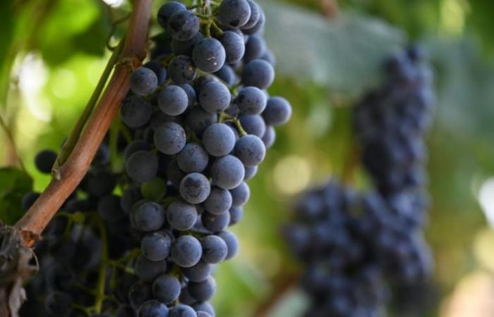 In China, the wine world faces the test of climate change – 03/10/2024 at 10:13