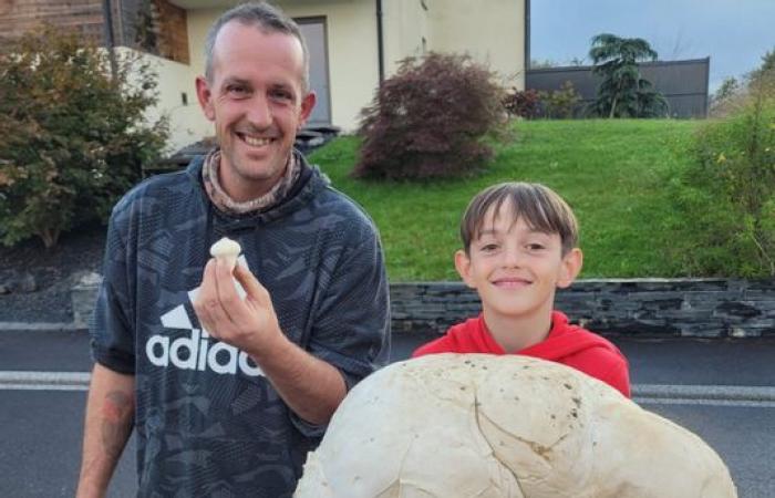 A huge puffball weighing more than 5 kilos found by an 11-year-old child in Moselle