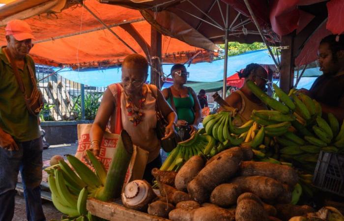 Martinique: justice cancels the officialization of Creole by the Territorial Collectivity