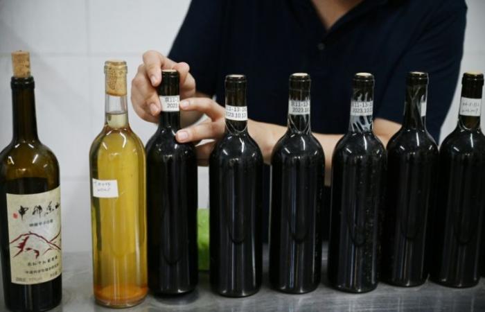 In China, the wine world faces the test of climate change – 03/10/2024 at 10:13