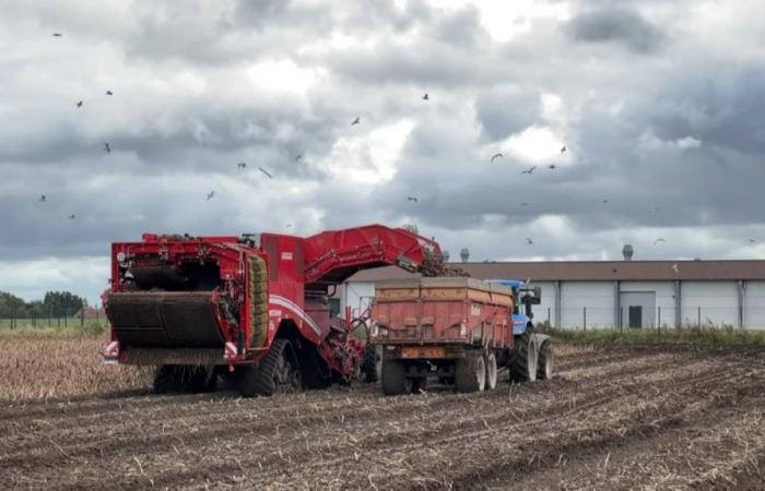 end of potato harvest disrupted in the North