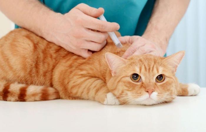 Why vaccinate your cat, even if it stays at home?