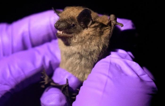 Here’s everything you need to know about rabies and bats